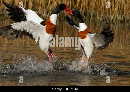 Shelducks (Tadorna tadorna) che lottano per il territorio, corteggiamento, Minsener Oog, Est Isole Frisone, Bassa Sassonia il Wadden Sea Foto Stock