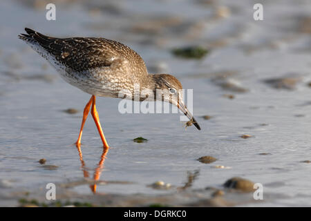 Comune (Redshank Tringa totanus) alla ricerca di cibo nel fango, con Granchio di mare o marrone Granchi (Cancer pagurus), Minsener Oog, Foto Stock