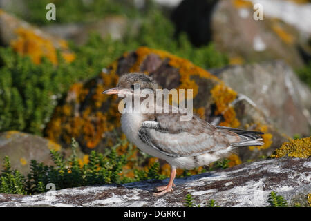 Tern comune (Sterna hirundo), pulcino, in un biotopo, Est Isole Frisone, Frisia orientale, Bassa Sassonia, Germania Foto Stock