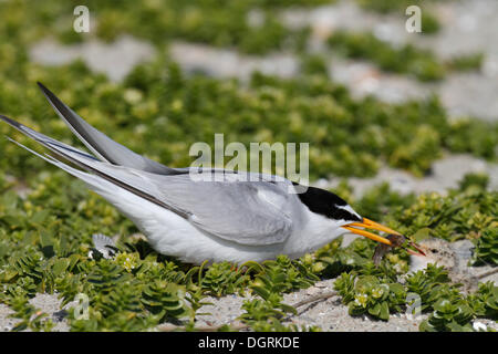 Fraticello (Sterna albifrons), uccello adulto Alimentazione Chick, Est Isole Frisone, Frisia orientale, Bassa Sassonia, Germania Foto Stock