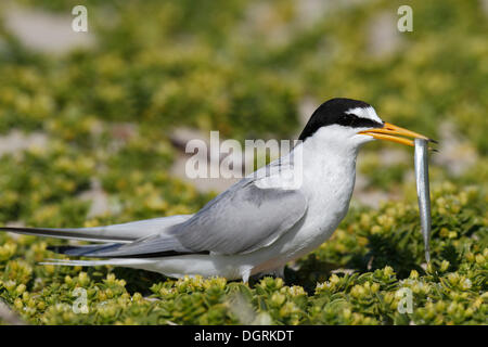 Fraticello (Sterna albifrons) con il cicerello, Est Isole Frisone, Frisia orientale, Bassa Sassonia, Germania Foto Stock