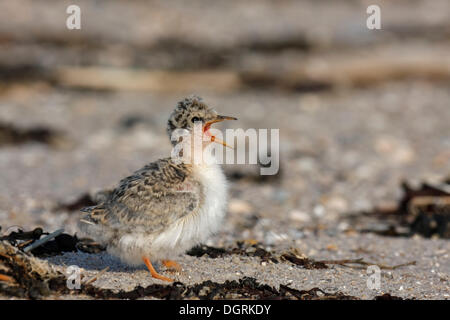 Fraticello (Sterna albifrons), chick chiamando, Est Isole Frisone, Frisia orientale, Bassa Sassonia, Germania Foto Stock