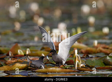 Black Tern (Chlidonias niger), alimentazione di corteggiamento, dono nuziale da un maschio sul fiume Trebel, Demmin Foto Stock