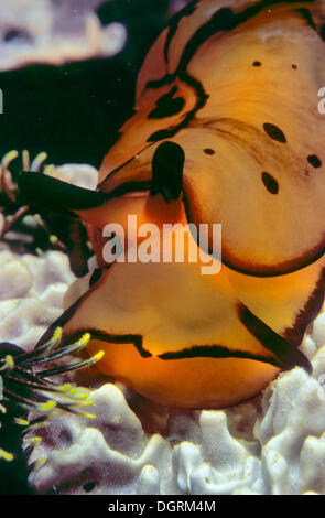 Pleurobranch sidegill slug (Berthella martensi), Filippine, Asia Foto Stock