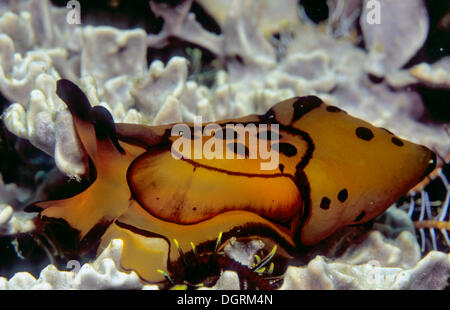 Pleurobranch sidegill slug (Berthella martensi), Filippine, Asia Foto Stock