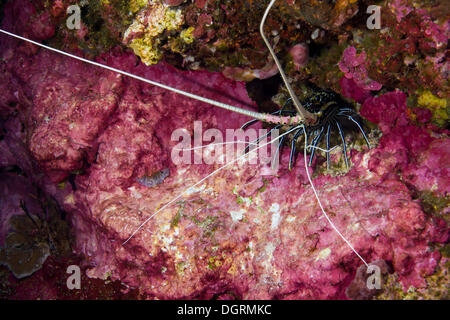 Dipinto di aragosta (Panulirus versicolor) in una grotta con corallo colorato, Filippine, Asia Foto Stock