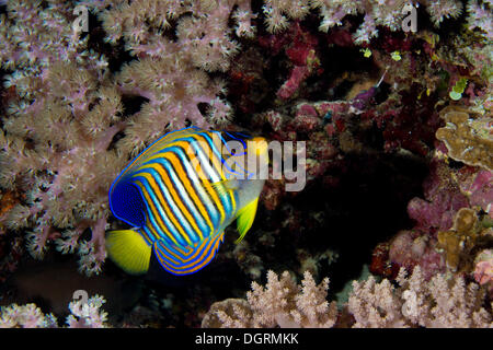 Regal Angelfish (Pygoplites diacanthus), Filippine, Asia Foto Stock