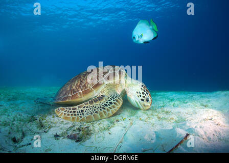 Tartaruga Verde (Chelonia Mydas) mangiando piante fanerogame, Balnek, Busuanga, Filippine, Asia Foto Stock