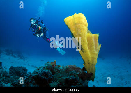 Sommozzatore in una barriera corallina, sul Mare della Cina del Sud, Minuit, -, Mimaropa, Filippine Foto Stock