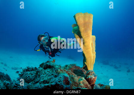 Sommozzatore in una barriera corallina, sul Mare della Cina del Sud, Minuit, -, Mimaropa, Filippine Foto Stock