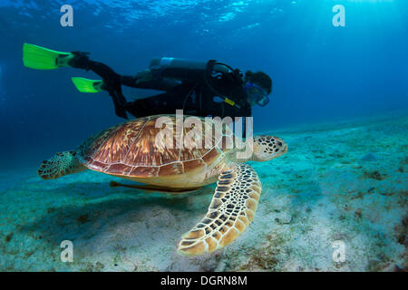 Subacqueo a guardare una tartaruga verde (Chelonia Mydas), Busuanga, Filippine Foto Stock