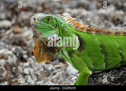 Verde (Iguana Iguana iguana), Cozumel, Messico Foto Stock