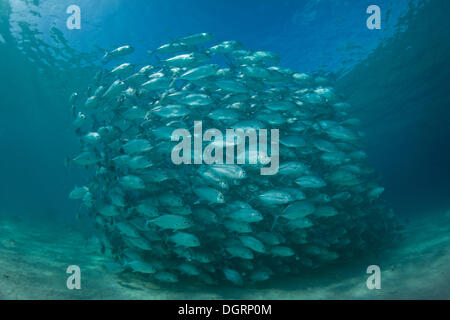 Tipico comportamento brulicante di una scuola di carangidi obeso (Caranx sexfasciatus) in una laguna, Filippine Foto Stock