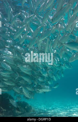 Tipico comportamento brulicante di una scuola di carangidi obeso (Caranx sexfasciatus) in una laguna, Filippine Foto Stock