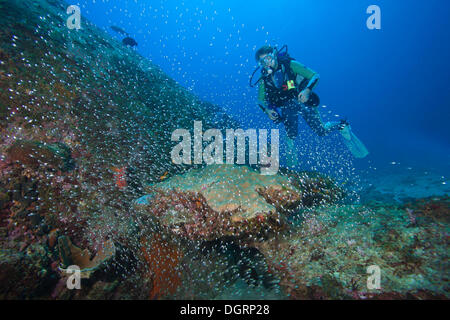 Subacqueo e una secca di spazzatrici Nana (Parapriacanthus ransonneti), Richelieu Rock, Thailandia Foto Stock