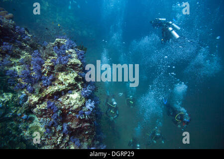 Molti subacquei immersioni subacquee in prossimità di una barriera corallina, scuba diving come uno sport popolare, Richelieu Rock, Richelieu Rock, Thailandia Foto Stock