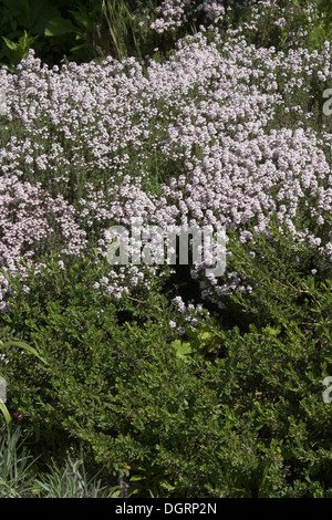 Possiedi, origano, creticum Kretischer origano Foto Stock