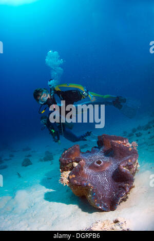 Scuba Diver osservando una Maxima o Clam Clam gigante (Tridacna maxima), Queensland, Queensland, Australia Foto Stock