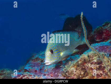 Goldspotted Sweetlips o Lemonfish (Plectorhinchus flavomaculatus), Balnek, Palawan BUSUANGA Island Isole Calamian, Palawan Foto Stock