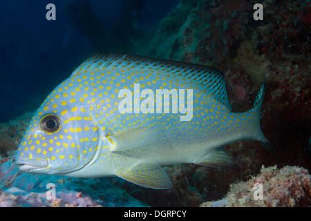 Goldspotted Sweetlips o Lemonfish (Plectorhinchus flavomaculatus), Balnek, Palawan BUSUANGA Island Isole Calamian, Palawan Foto Stock