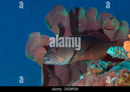 Blue-rigato Trota corallina o Highfin Coral raggruppatore (Plectropomus oligacanthus) con un pulitore di pesci su una scogliera, di fronte a un Foto Stock