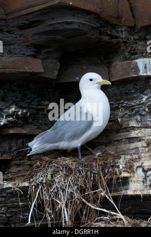 Kittiwake, sea gull, di gabbiano, Bird's Rocks, Dreizehenmöwe, Dreizehen-Möwe, Dreizehenmöve, Möwe, Vogelfelsen, Rissa tridactyla Foto Stock