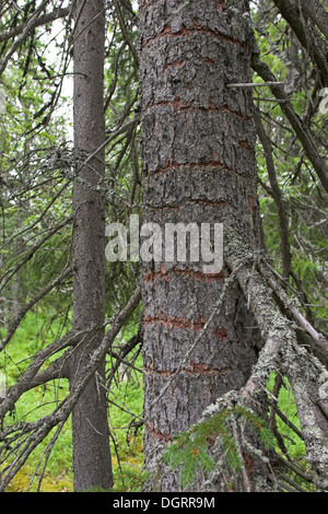 Tre-toed Woodpecker, nutrizionali traccia, Dreizehenspecht, Dreizehen-Specht, Fichte geringelt, Specht, Picoides tridactylus Foto Stock