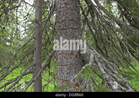 Tre-toed Woodpecker, nutrizionali traccia, Dreizehenspecht, Dreizehen-Specht, Fichte geringelt, Specht, Picoides tridactylus Foto Stock