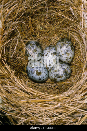 Grande Reed trillo, uova, uova, Drosselrohrsänger, Eier im nido, Drossel-Rohrsänger, Rohrsänger, Acrocephalus arundinaceus Foto Stock