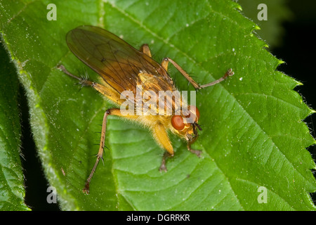 Dungfly giallo, giallo sterco fly, Gelbe Dungfliege, Mistfliege, Scathophaga stercoraria, Scatophaga stercoraria Foto Stock