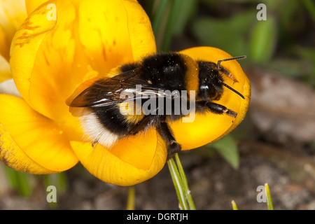 Buff-tailed Bumble Bee, terra di grandi dimensioni a Bumblebee, Dunkle Erdhummel, Porträt, Ritratto, Bombus terrestris Foto Stock