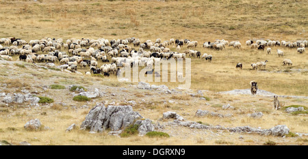 Un gregge di pecore pascola in estate pascoli alpini del monte Giona, Grecia Foto Stock