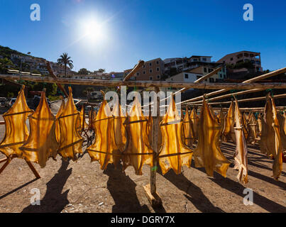 Stoccafisso appeso ad essiccare al sole, Porto de Câmara de Lobos, Câmara de Lobos, Madeira, Portogallo Foto Stock