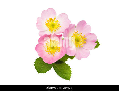 Fiori di Sweet Briar o Eglantine rosa (Rosa rubiginosa) Foto Stock