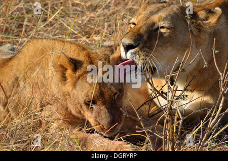 Due giovani leoni leccare nel Masai Mara, Kenya Foto Stock