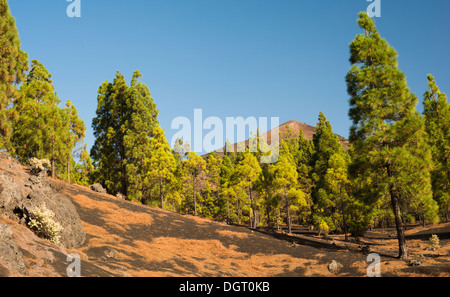 Alberi di pino e fioritura menta su non consolidate i depositi di scorie, con cono vulcanico di Pico Birigoyo in background Foto Stock