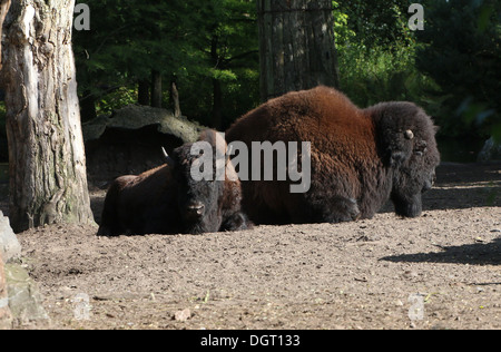 Grande maschio bisonti americani o Buffalo (Bison bison) e un bambino Foto Stock