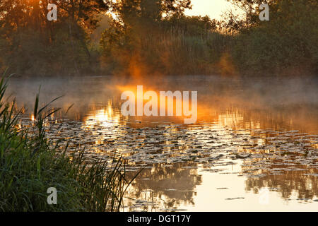 La mattina presto umore sul fiume Seille, vicino Cuisery, Tournus, regione Borgogna, dipartimento di Saône-et-Loire, Francia, Europa Foto Stock