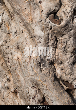 Dettaglio della corteccia del vecchio albero drago trunk (Dracaena draco) presso il Mirador de Los Dragos, Puntagorda, La Palma Isole Canarie Spagna Foto Stock