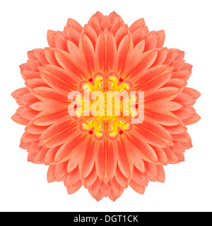 Mandala Fiore di Gerbera Caleidoscopio isolati su sfondo bianco Foto Stock