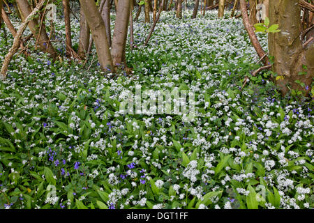 Aglio selvatico (Allium ursinum) e Atlantic Bluebells (Hyacinthoides non scripta) che copre il suolo della foresta, vicino Waldershare Foto Stock