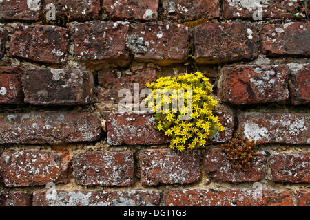 Parete in muratura con una pianta flowering, Château de Olhain, moated castle, Olhain, Bruay-La Buissiere, Via Francigena Foto Stock