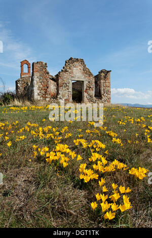 Autunno Daffodil, giglio di campo o Giallo autunno Crocus (Sternbergia Lutea) davanti alle rovine di una cappella di una grande Foto Stock