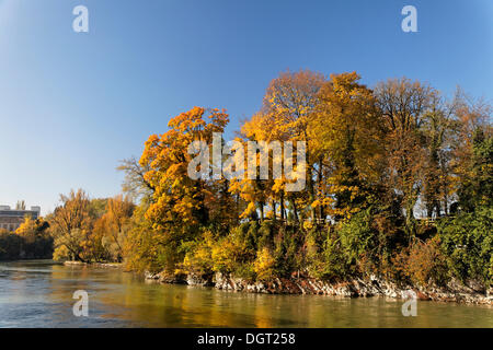 Gli alberi su un'isola del fiume Reno in autunno, Rheinfelden - AG, cantone di Argovia, Svizzera, Europa Foto Stock