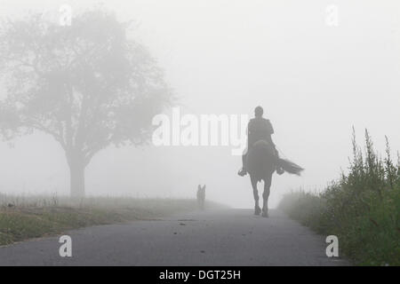 Cavaliere di mattina nebbia sulla montagna Dinkelberg, vicino Minseln, Rheinfelden - Baden Baden Wuerttemberg Foto Stock