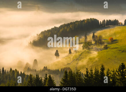 Aleggia di nebbia in autunno, Sommeralm pascolo alpino, Stiria, Austria, Europa Foto Stock