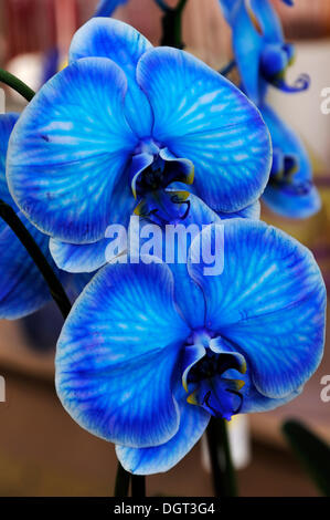 Blue Orchid 'Royal famiglia" (Orchidaceae), Ringsheim, Baden-Wuerttemberg Foto Stock