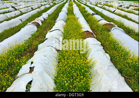 Campo di asparagi (asparagi) coperta con un foglio di alluminio, senape selvatica (Sinapis arvense) crescente tra di esse, Ringsheim Foto Stock