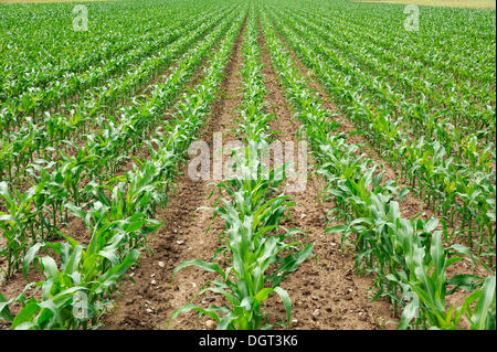 Campo con giovani di granoturco (Zea mays), Ringsheim, Baden-Wuerttemberg Foto Stock