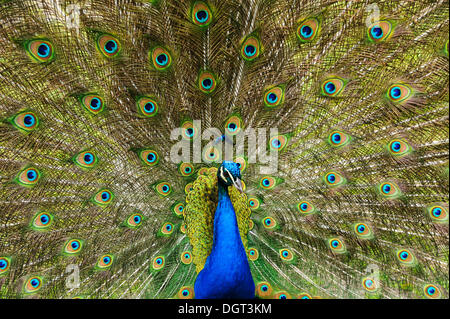 Il corteggiamento peacock (Pavo cristatus), Siemen lordo, Meclemburgo-Pomerania Occidentale Foto Stock